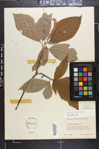 Clethra acuminata image