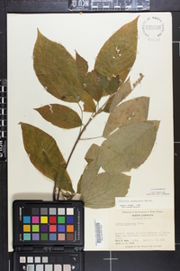 Clethra acuminata image