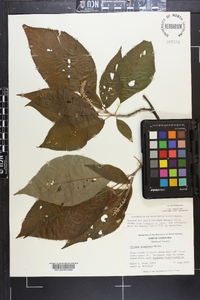 Clethra acuminata image