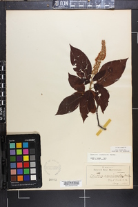 Clethra acuminata image