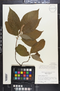 Clethra acuminata image