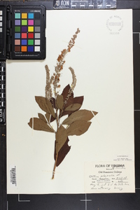 Clethra alnifolia image