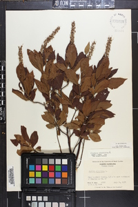 Clethra alnifolia image