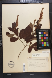 Clethra alnifolia image