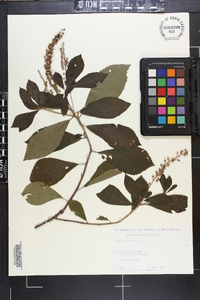 Clethra alnifolia image