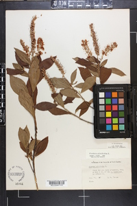 Clethra alnifolia image