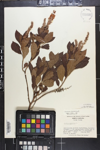 Clethra alnifolia image