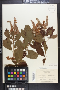 Clethra alnifolia image