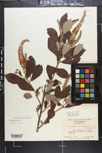 Clethra alnifolia image