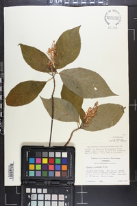 Clethra acuminata image