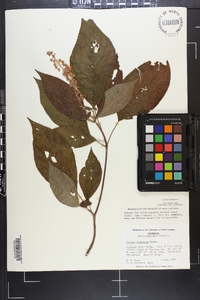 Clethra acuminata image