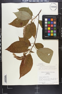 Clethra acuminata image