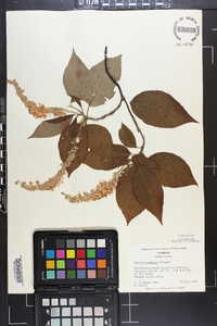 Clethra acuminata image