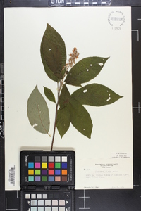 Clethra acuminata image