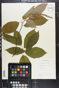 Clethra acuminata image