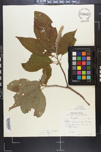 Clethra acuminata image