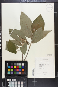 Clethra acuminata image