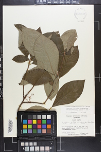 Clethra alnifolia image