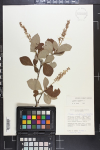 Clethra alnifolia image