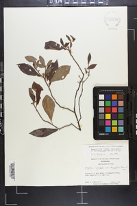 Clethra alnifolia image