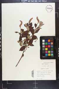 Clethra alnifolia image