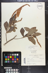 Clethra alnifolia image