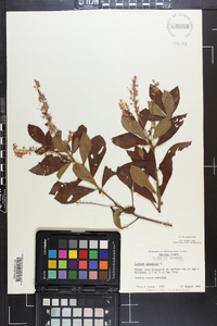 Clethra alnifolia image