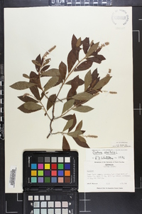 Clethra alnifolia image