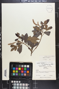 Clethra alnifolia image