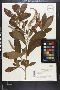 Clethra alnifolia image