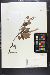 Clethra alnifolia image