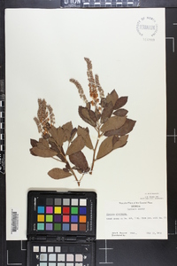 Clethra alnifolia image