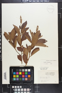 Clethra alnifolia image