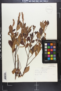 Clethra alnifolia image