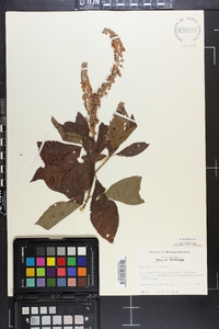 Clethra alnifolia image