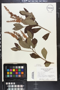 Clethra alnifolia image