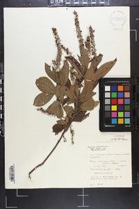 Clethra alnifolia image