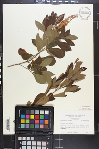 Clethra alnifolia image