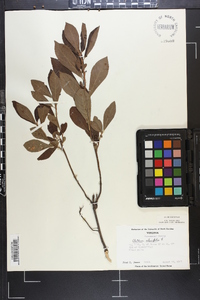 Clethra alnifolia image