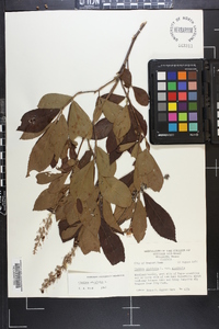 Clethra alnifolia image