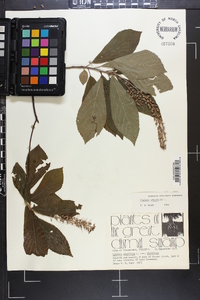 Clethra alnifolia image