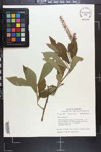 Clethra alnifolia image