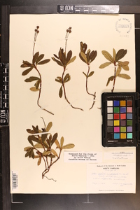 Chimaphila umbellata image