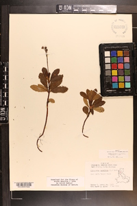 Chimaphila umbellata image