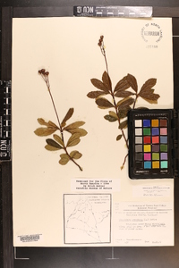 Chimaphila umbellata image