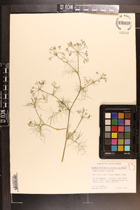 Ptilimnium capillaceum image