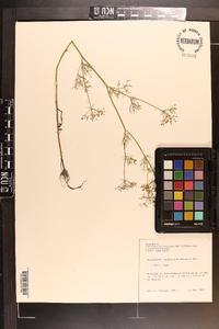 Ptilimnium capillaceum image