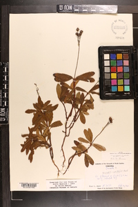 Chimaphila umbellata image