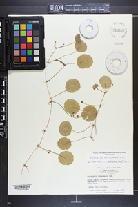 Hydrocotyle verticillata image