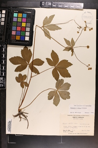 Sanicula smallii image